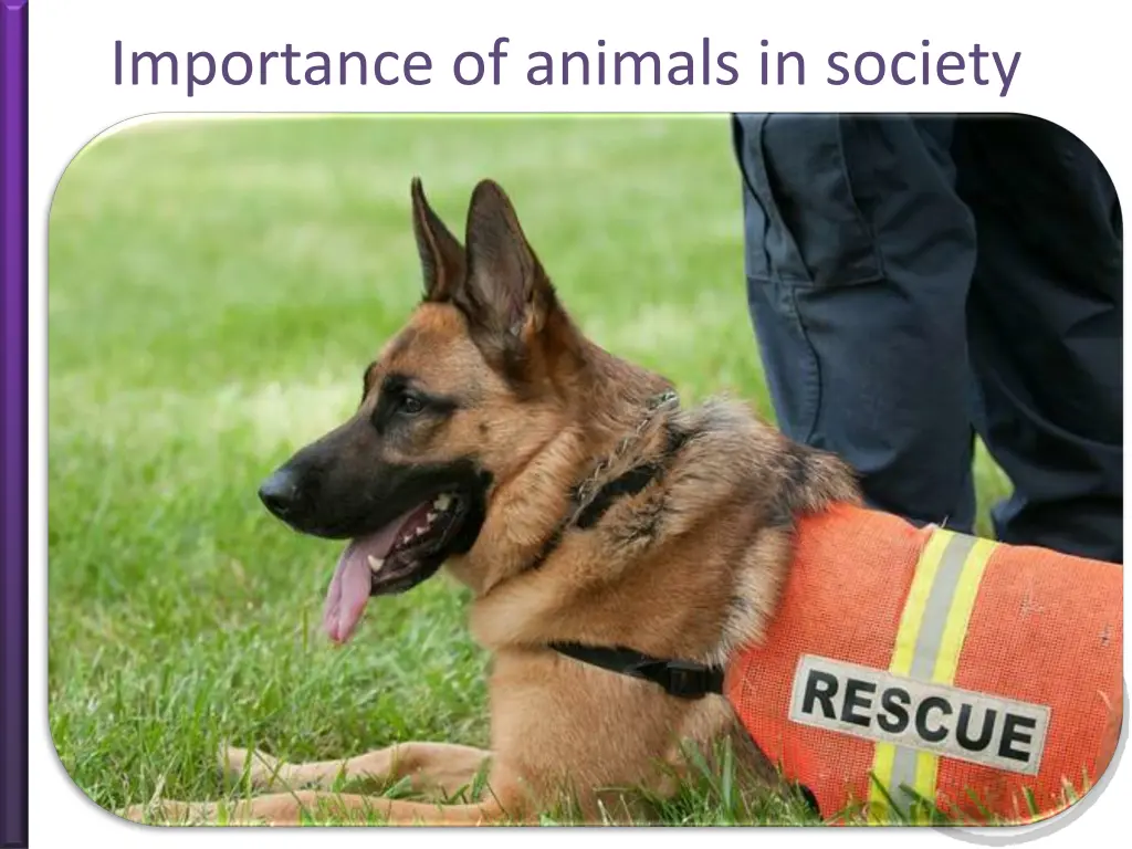 importance of animals in society 8