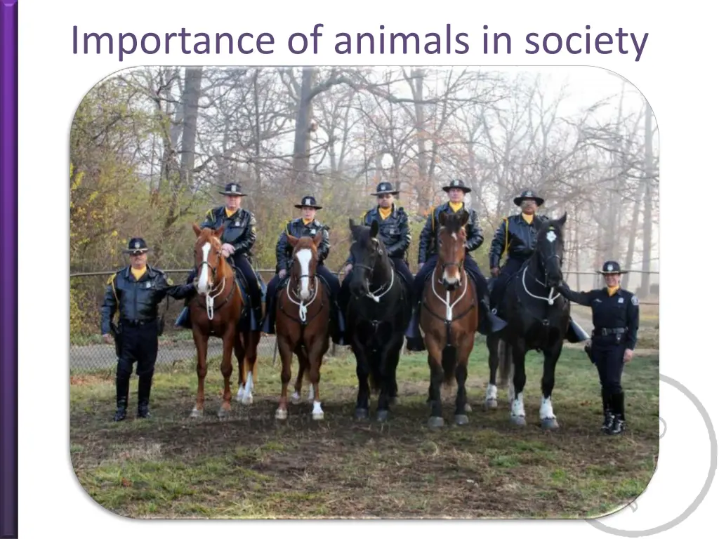 importance of animals in society 9