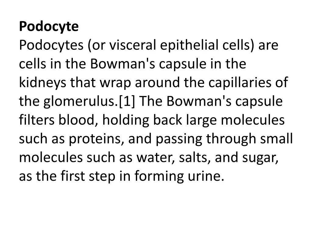 podocyte podocytes or visceral epithelial cells