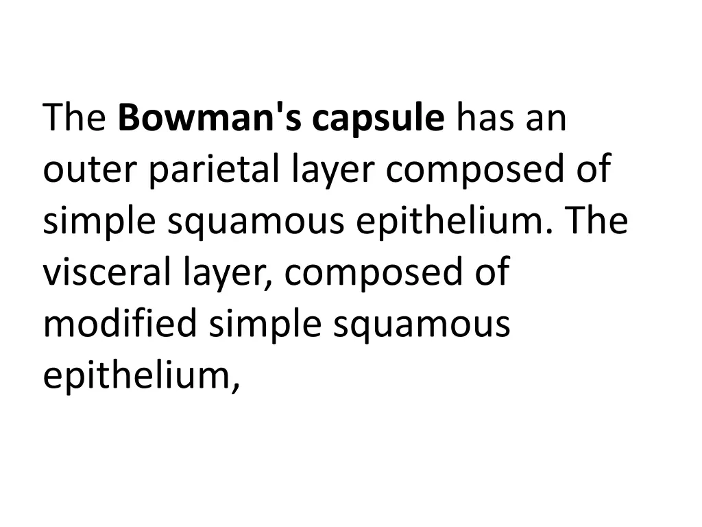 the bowman s capsule has an outer parietal layer