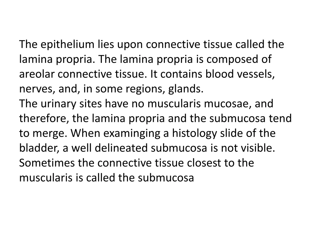 the epithelium lies upon connective tissue called