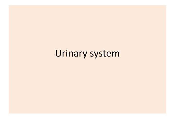 urinary system