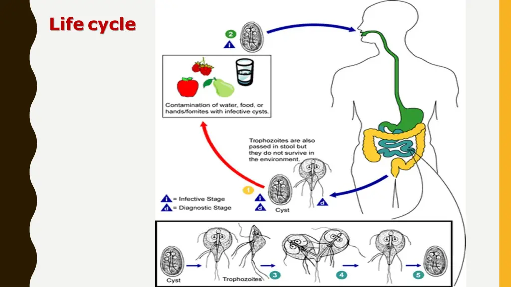 life cycle