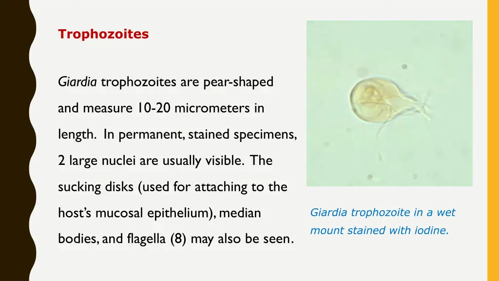 trophozoites