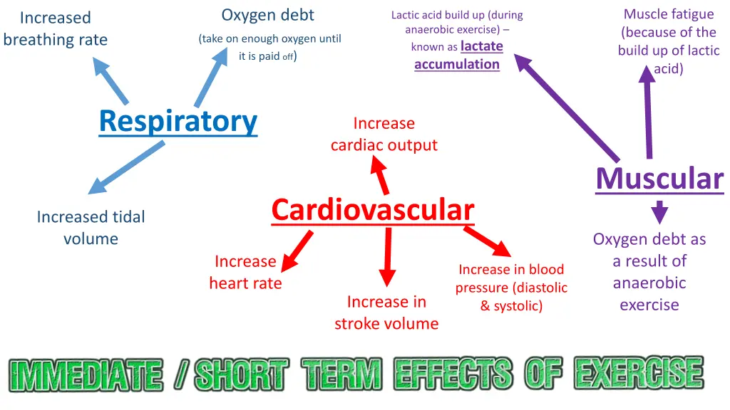 oxygen debt take on enough oxygen until