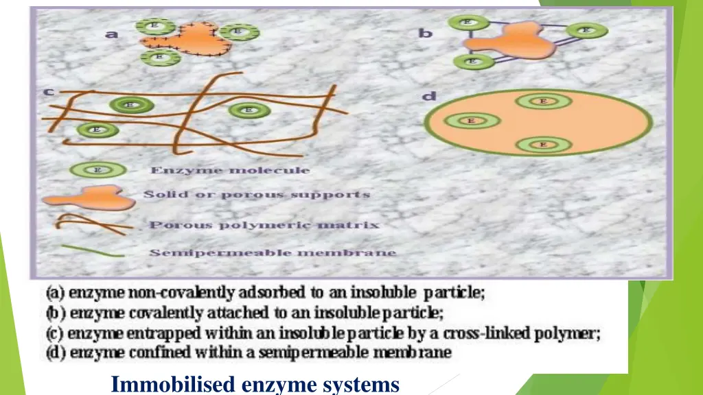 immobilised enzyme systems