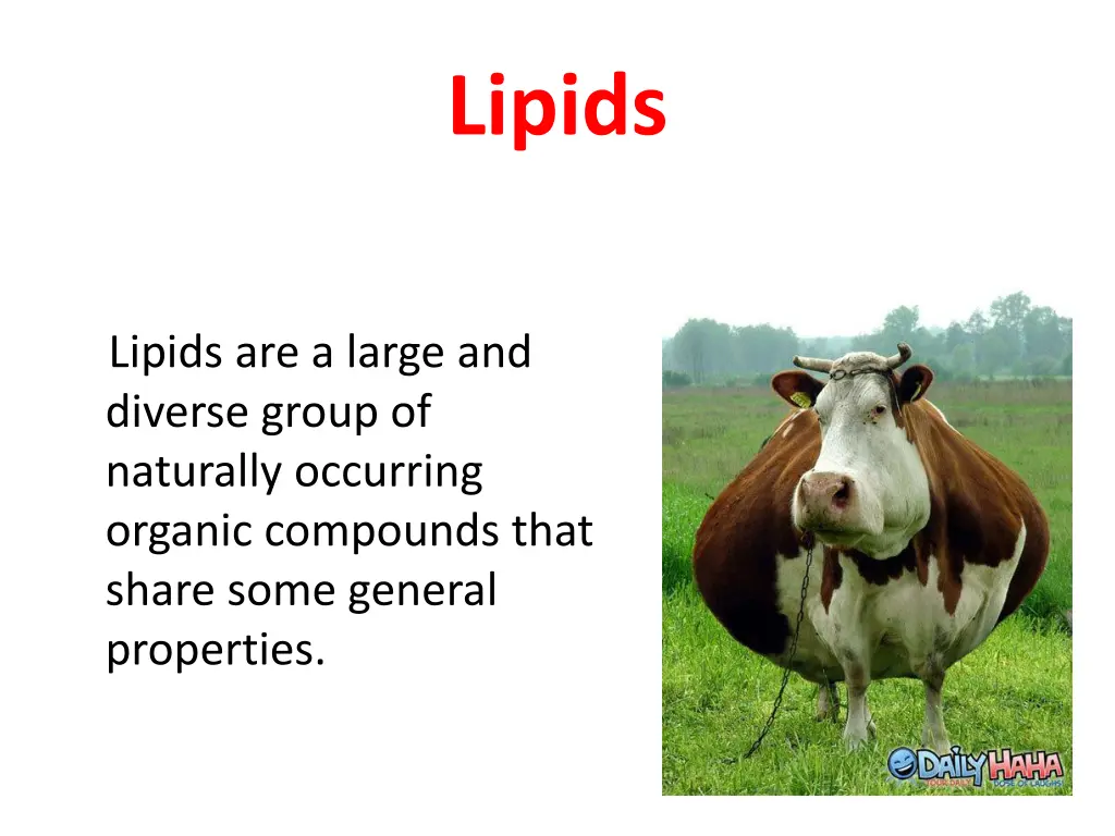 lipids 1