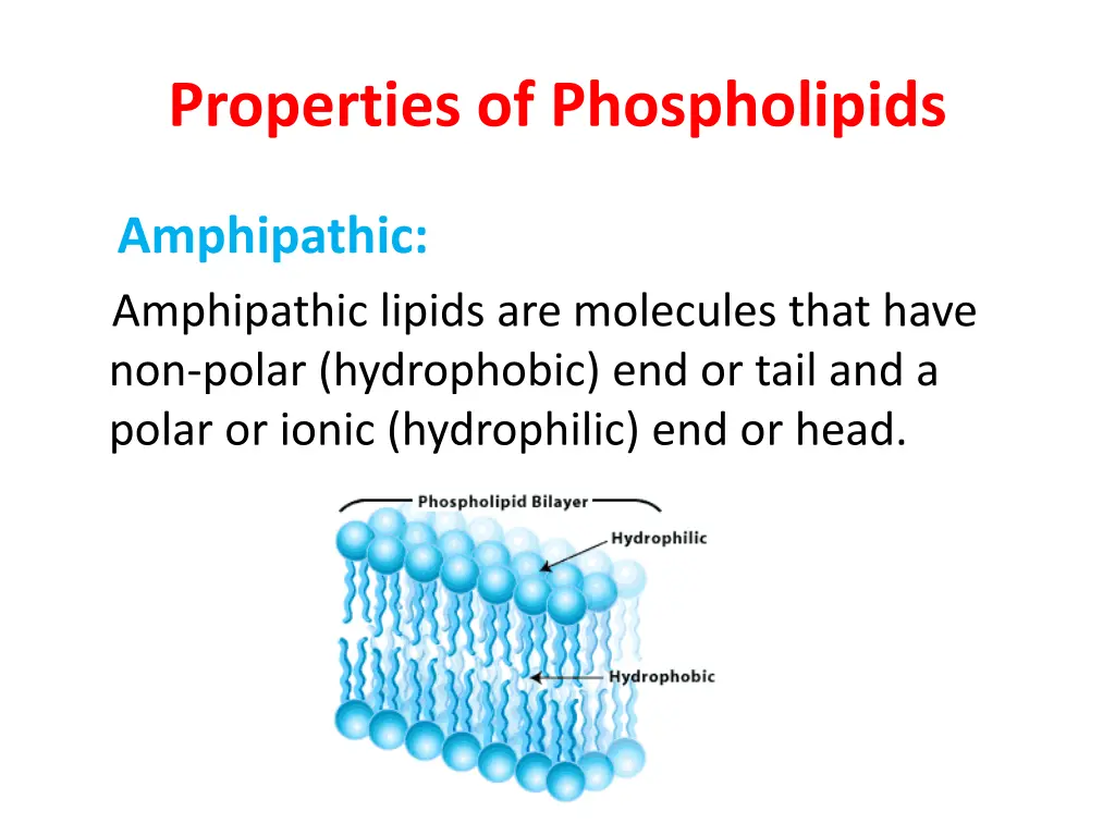 properties of phospholipids