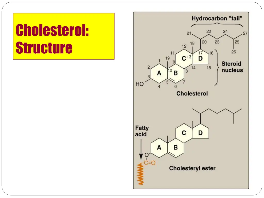 cholesterol structure