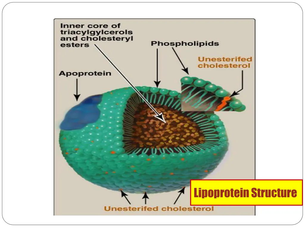 lipoproteinstructure 1