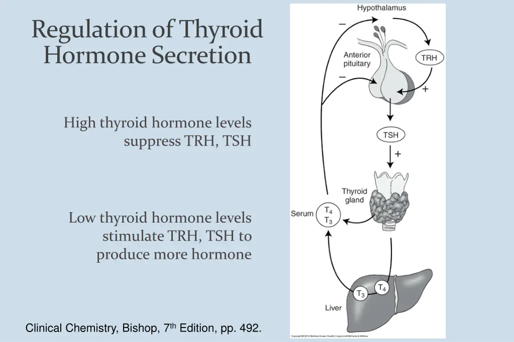 regulation of thyroid hormone secretion 2