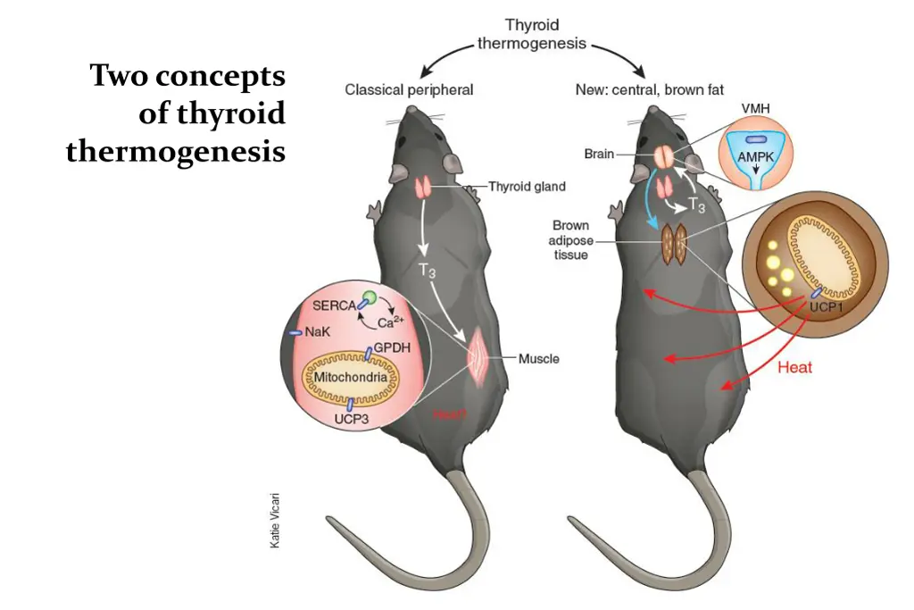 two concepts of thyroid thermogenesis 1