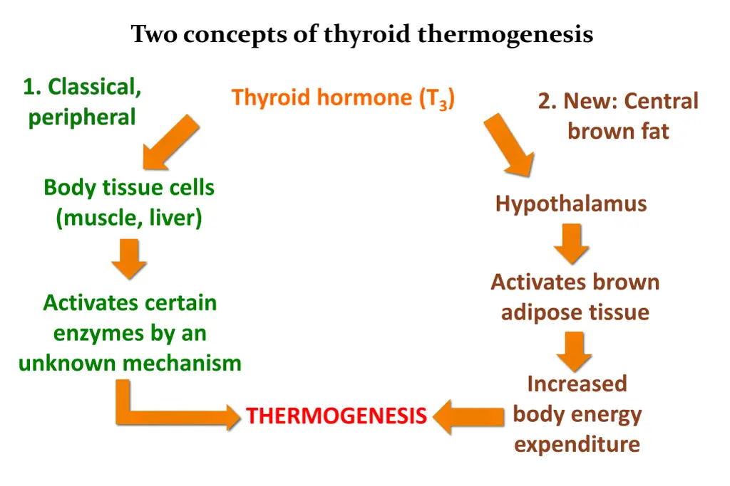 two concepts of thyroid thermogenesis