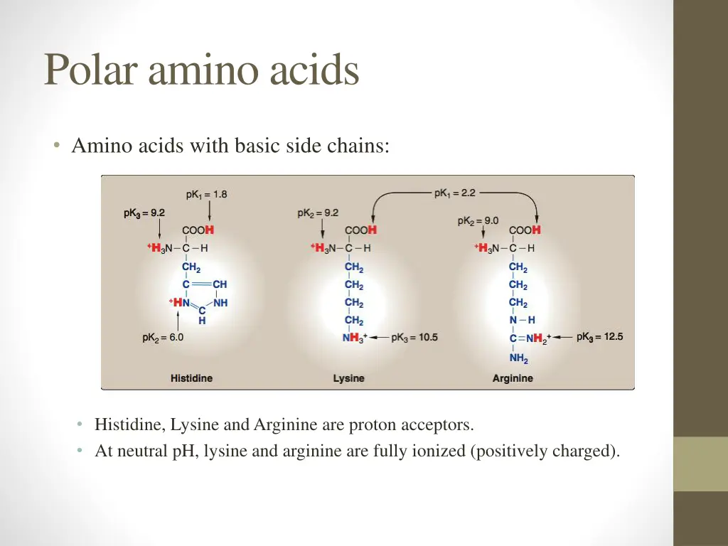 polar amino acids 1