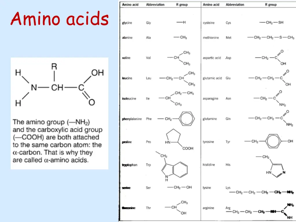 amino acids 1