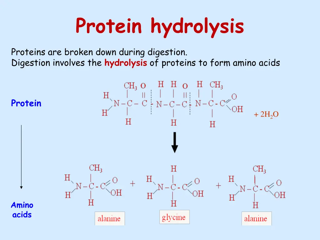 protein hydrolysis