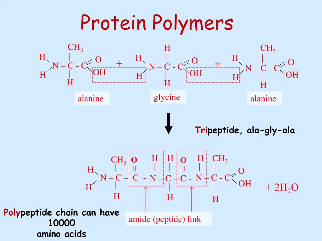 protein polymers 1