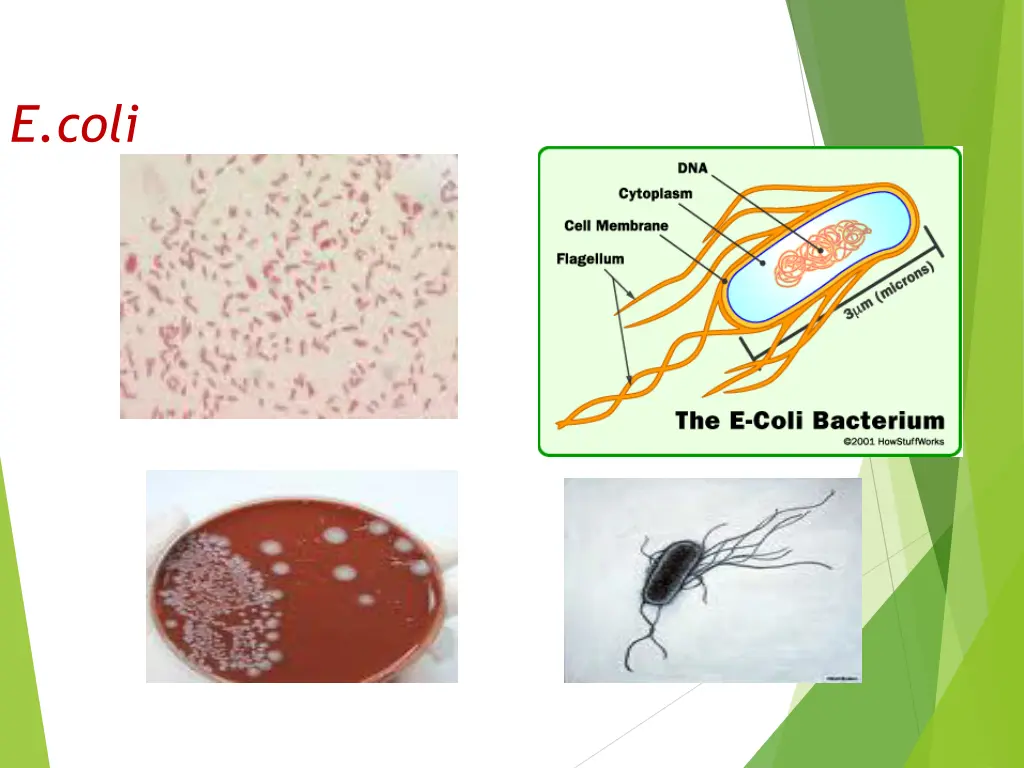 e coli 1