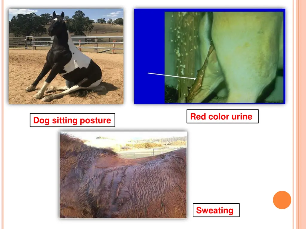 red color urine