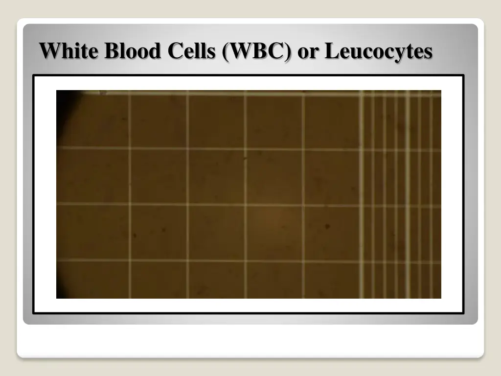 white blood cells wbc or leucocytes