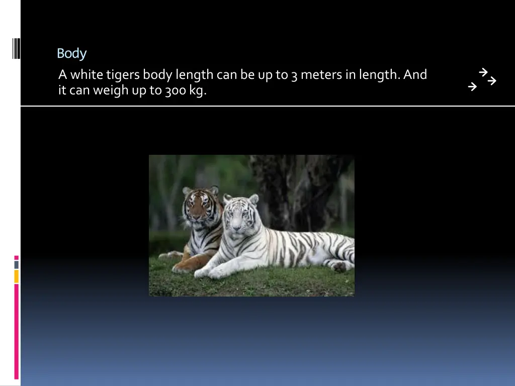 body a white tigers body length