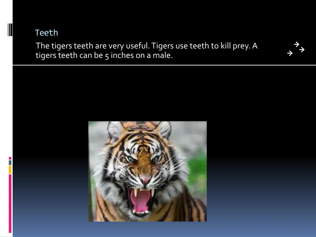 teeth the tigers teeth are very useful tigers