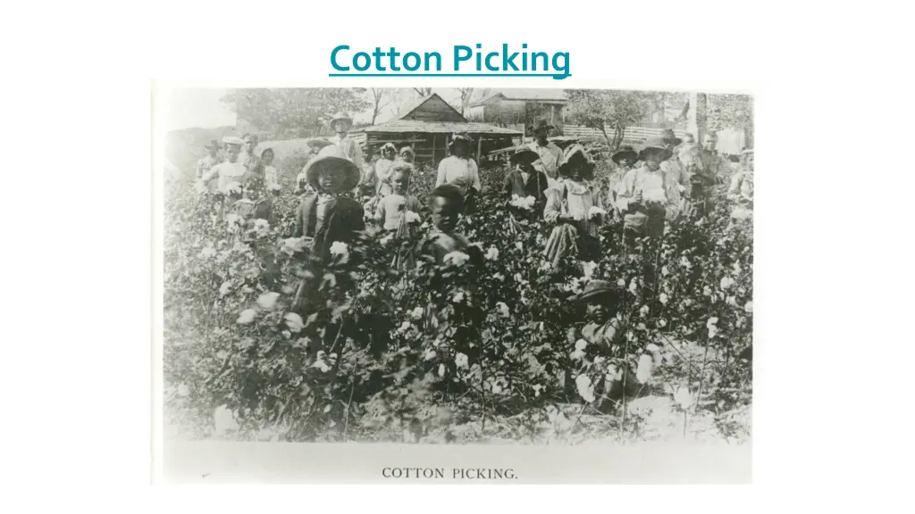 cotton picking