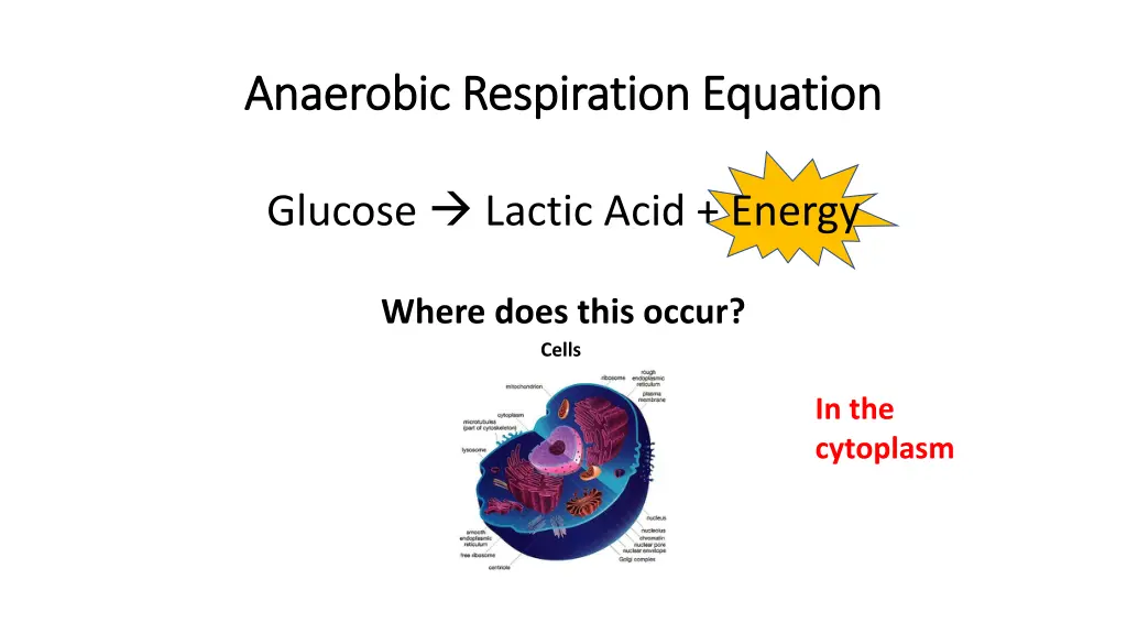 anaerobic respiration equation anaerobic