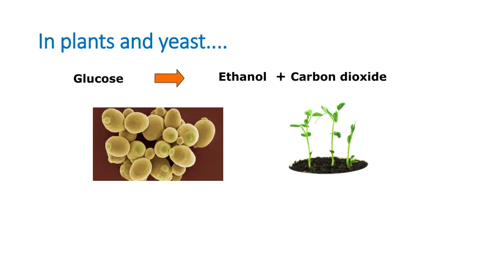 in plants and yeast in plants and yeast