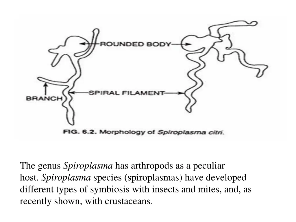 the genus spiroplasma has arthropods