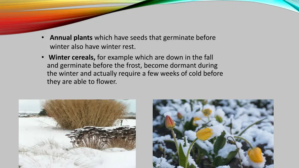 annual plants which have seeds that germinate