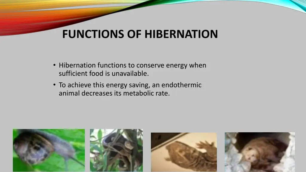 functions of hibernation