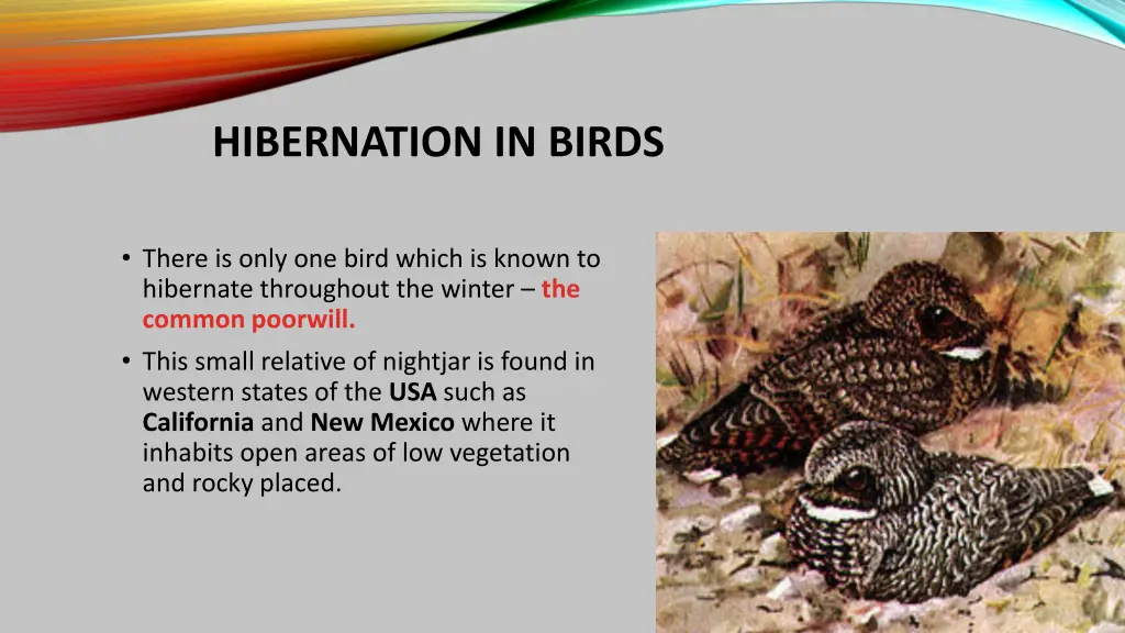 hibernation in birds