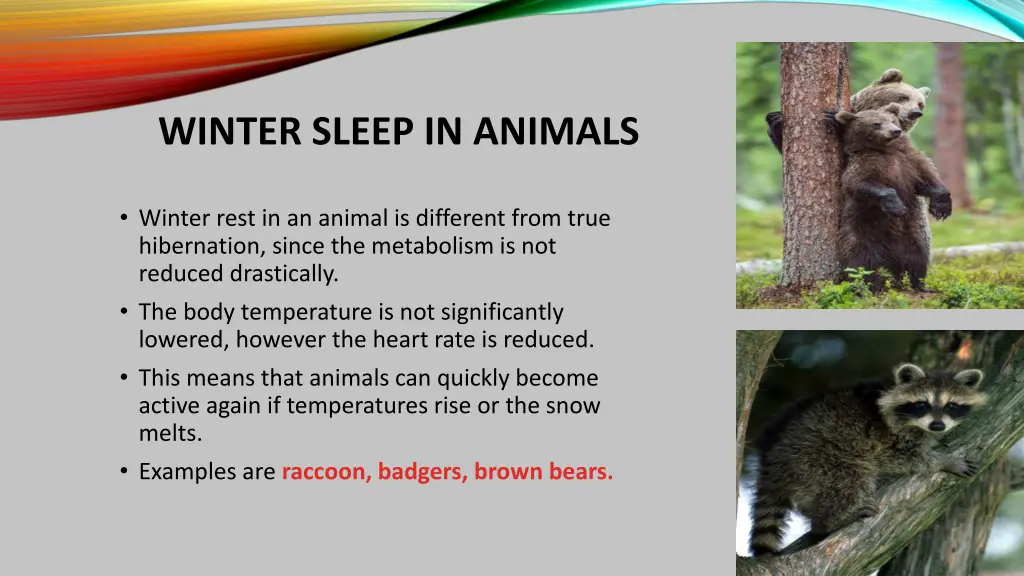 winter sleep in animals