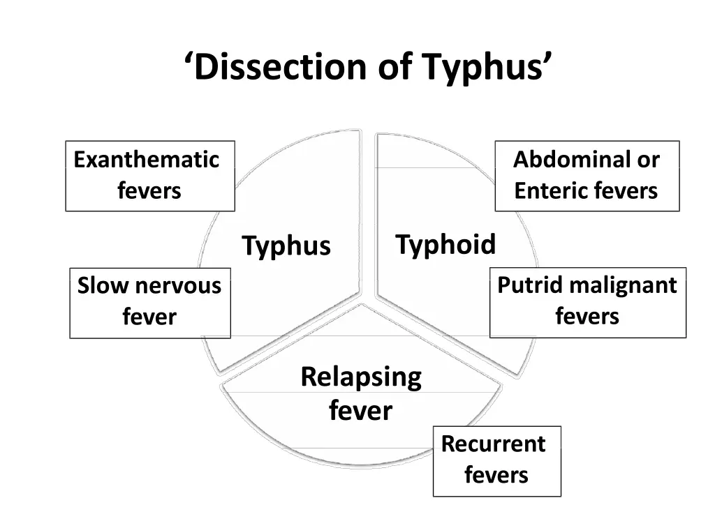 dissection of typhus