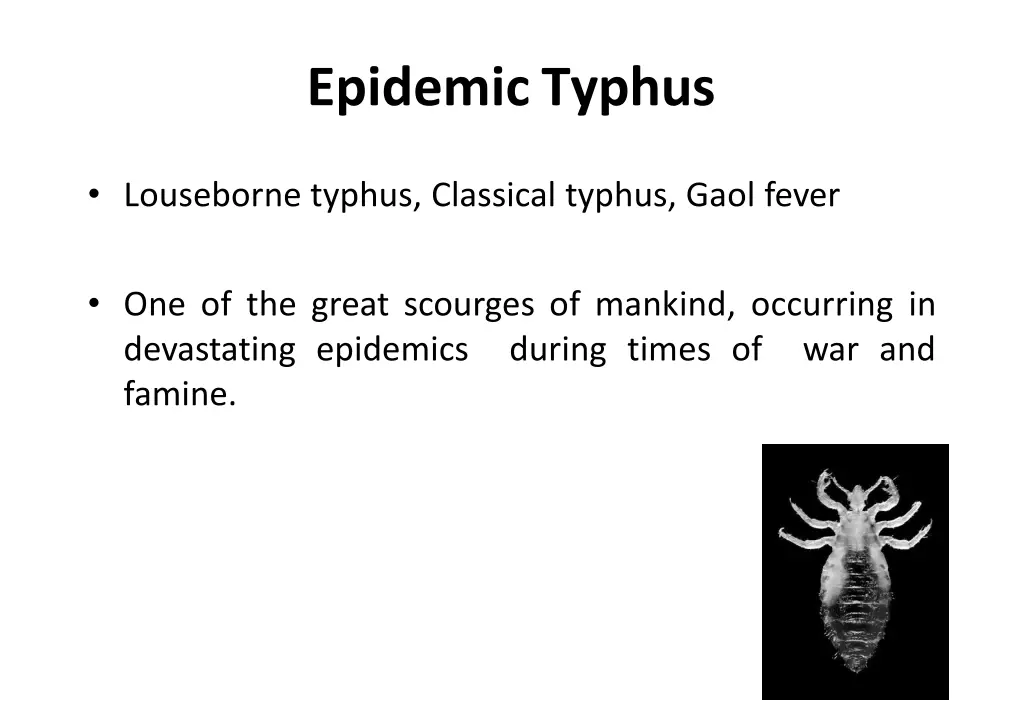 epidemictyphus