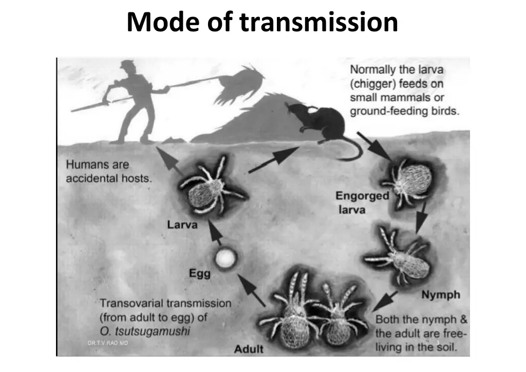 mode of transmission 1