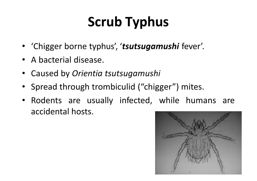 scrub typhus