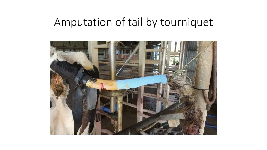 amputation of tail by tourniquet