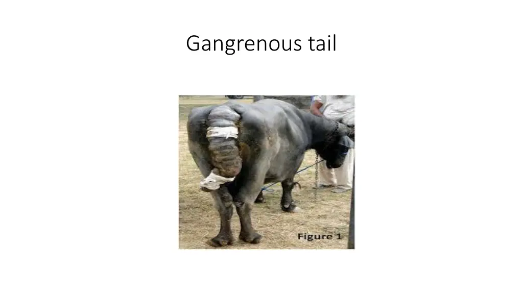 gangrenous tail