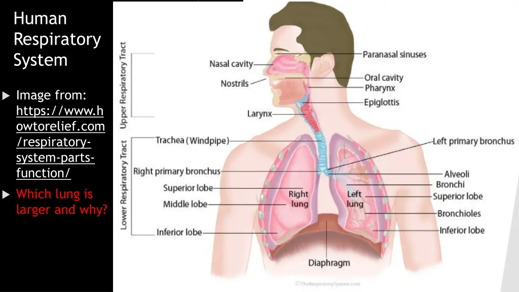 human respiratory system 1