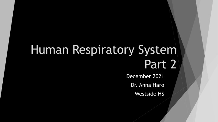 human respiratory system