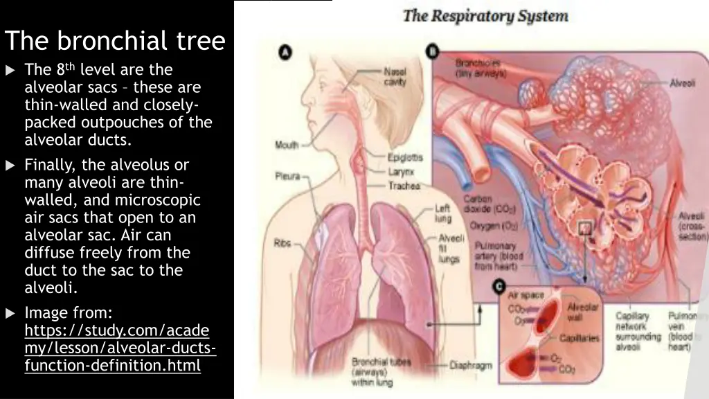 the bronchial tree the 8 th level