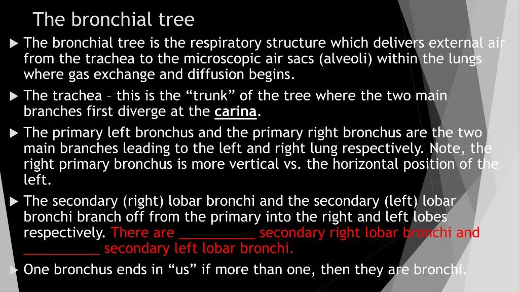 the bronchial tree the bronchial tree