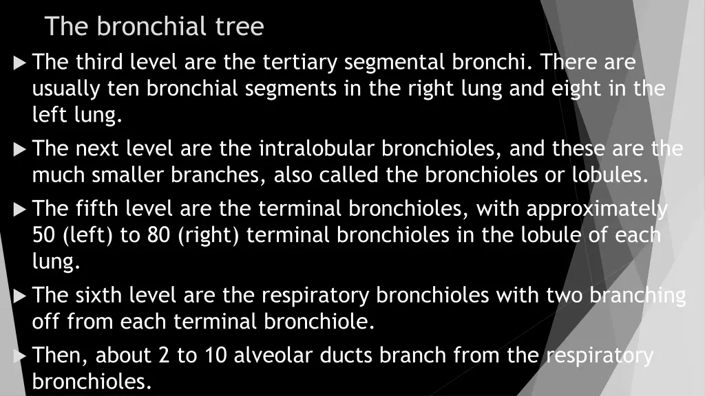 the bronchial tree the third level