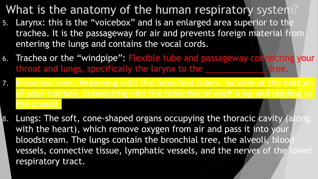 what is the anatomy of the human respiratory 1