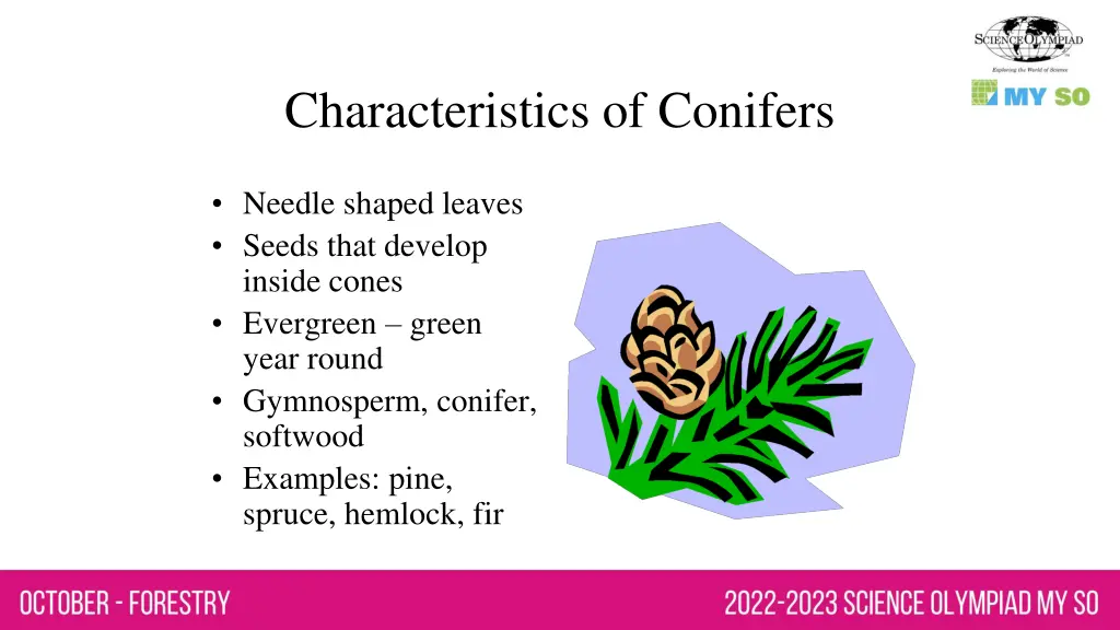 characteristics of conifers