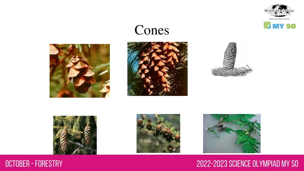 cones