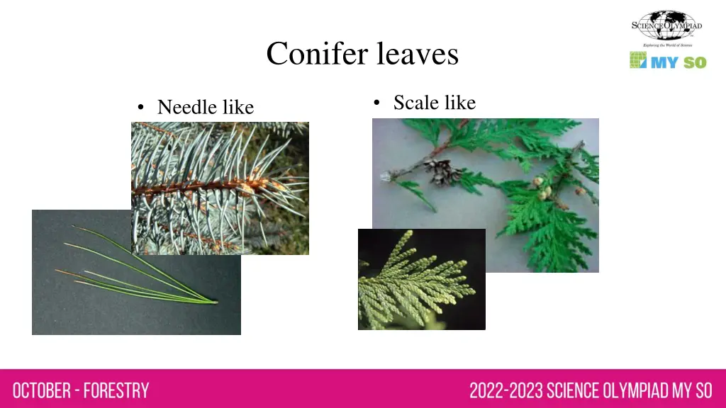 conifer leaves