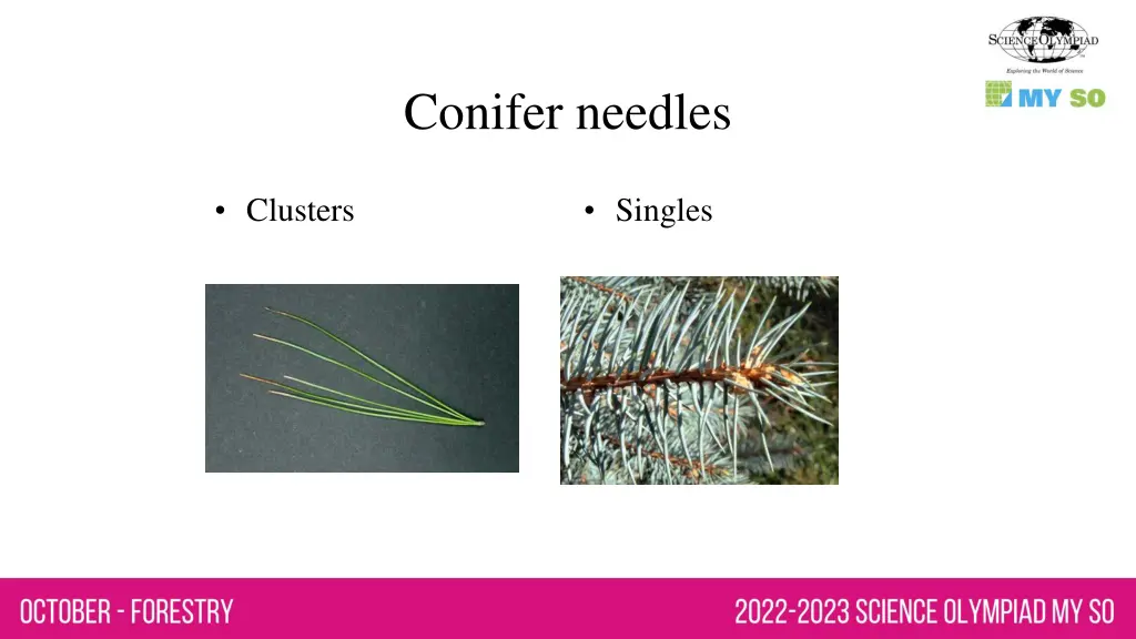 conifer needles